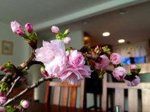 cherry04.jpg