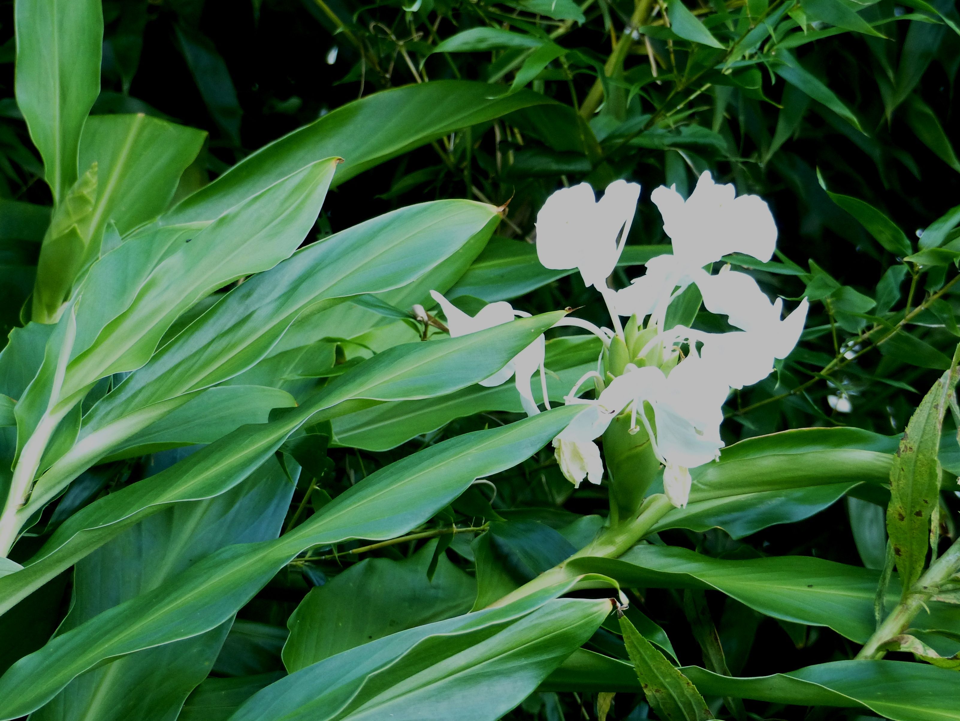 清楚な白い花と 良い香りが 重なって オープンガーデン 楽天ブログ