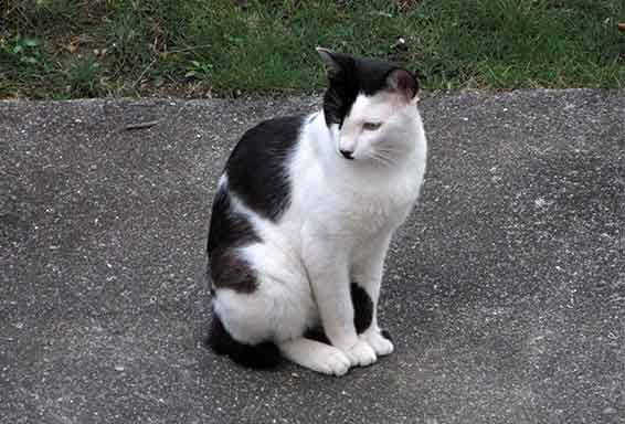 我が家のニャンコ♪2015/8/23-3