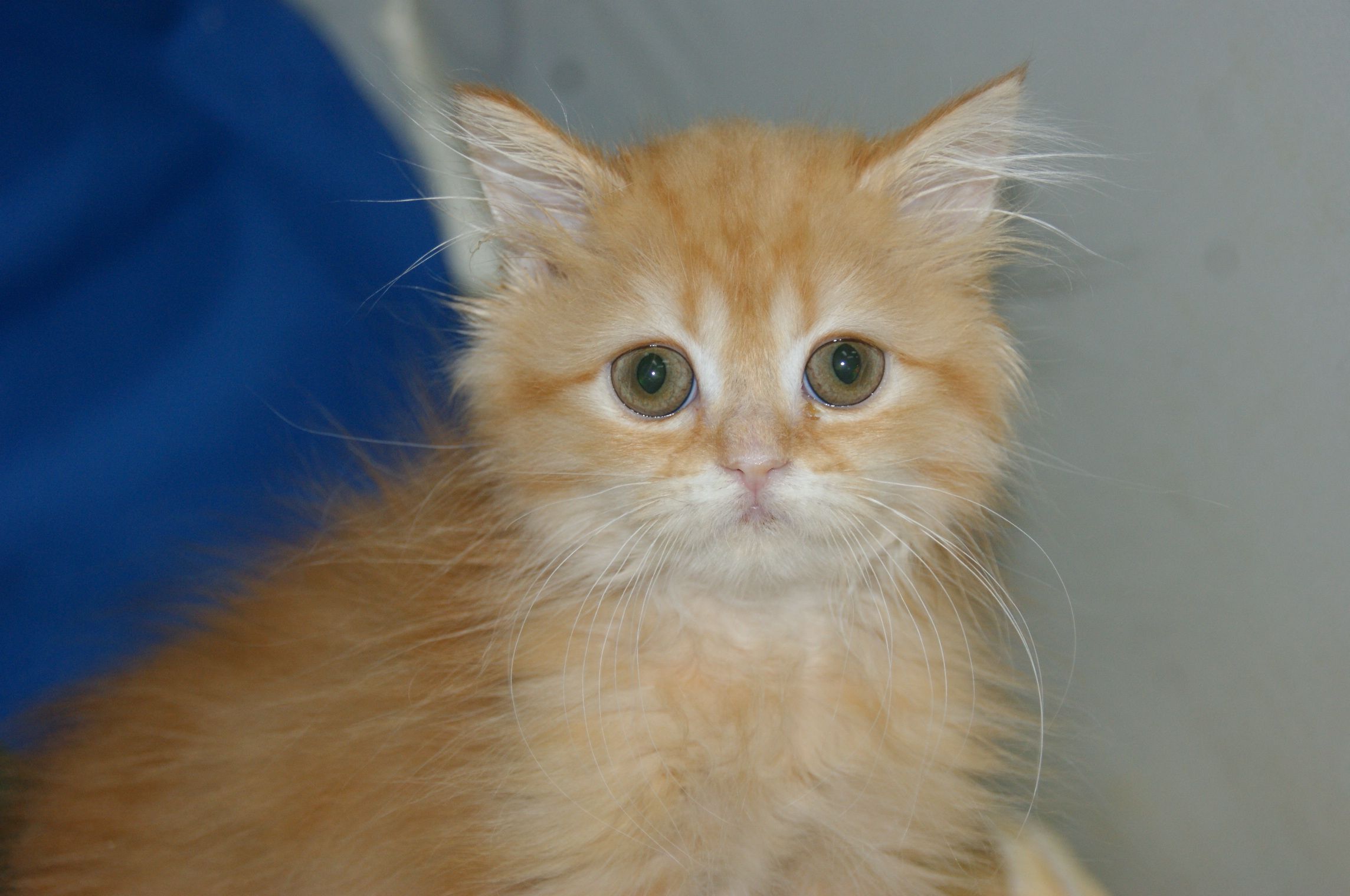 福島県で ラガマフィン 猫を探す 宮城の子猫 宮城県 ペットショップ鈴花 楽天ブログ