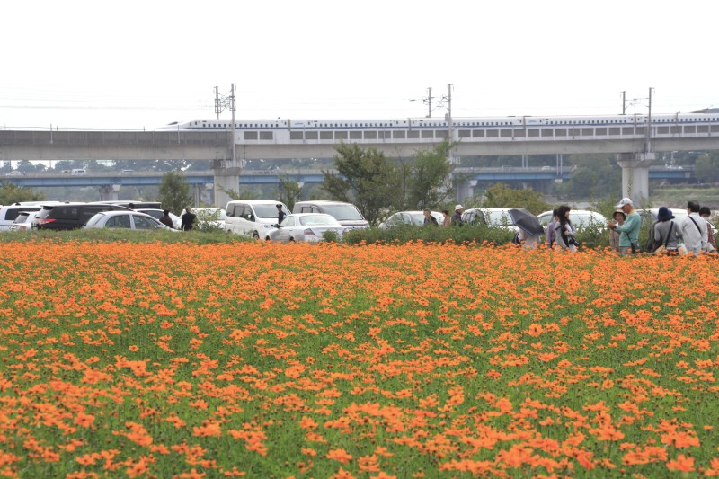 武庫川コスモス園_004.jpg