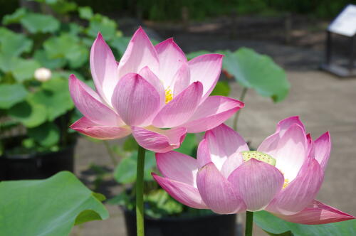 昭和記念公園のハスの花