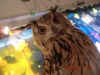 20150731_月島・フクロウのみせ05でかいのを腕に - コピー.JPG