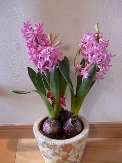 P1290461ss.jpg