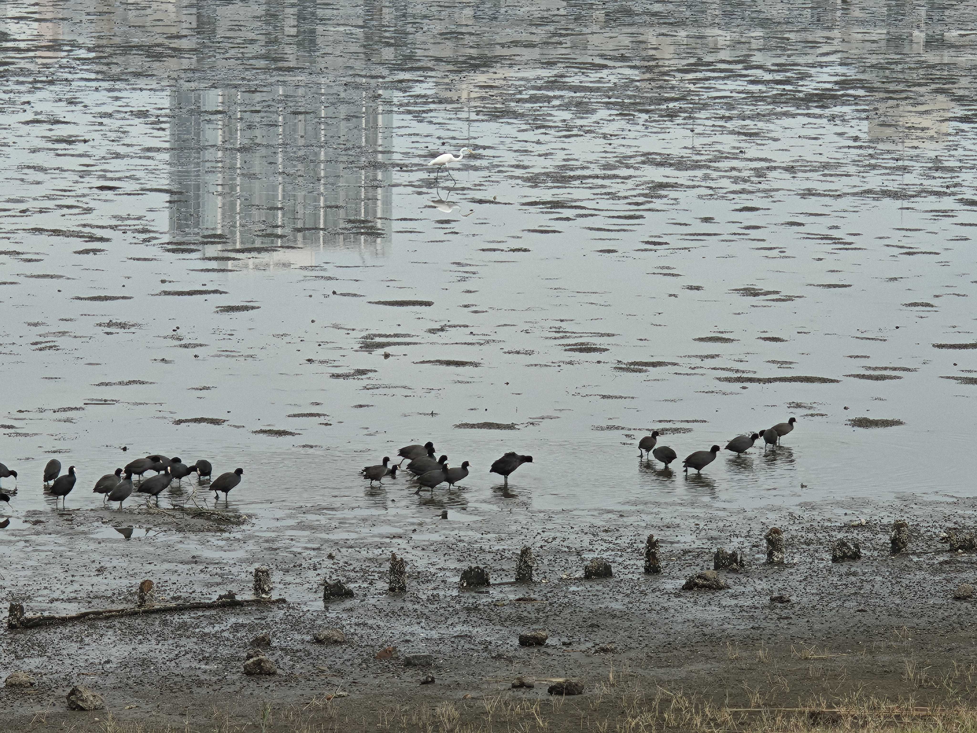 千葉県習志野市　谷津干潟　自然観察センター　オオバン