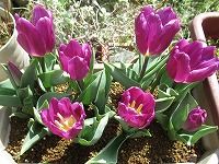３月２０日の誕生花 チューリップ 紫 の花言葉 気高さ 花色別に愛を語るチューリップの紫の 不滅の愛 弥生おばさんのガーデニングノート 花と緑の365日 楽天ブログ