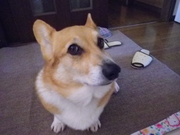 すまし顔？