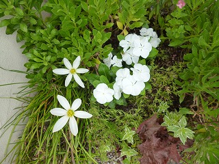 P1080024ss.jpg