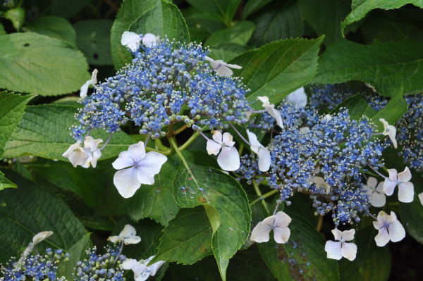 菖蒲・紫陽花