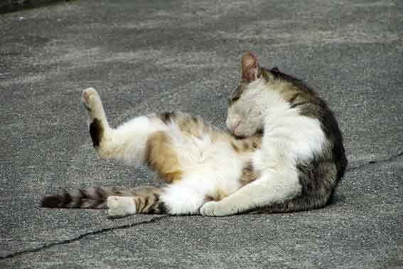 我が家のニャンコ♪2016/2/28-3