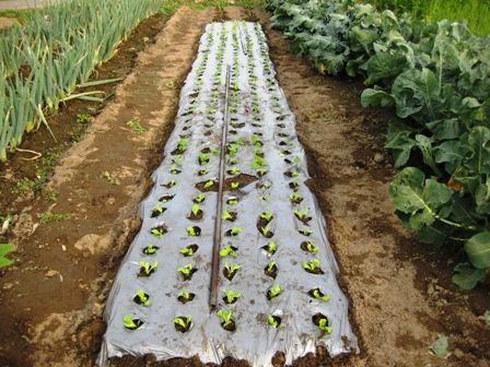 葉物野菜をマルチで植え出しました 青パパイヤと家庭菜園日記 楽天ブログ