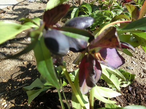 クリスマスローズ