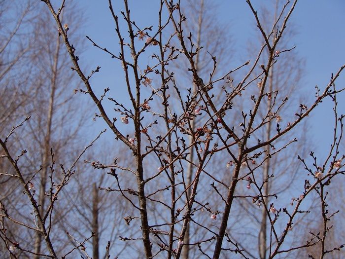 十月桜1