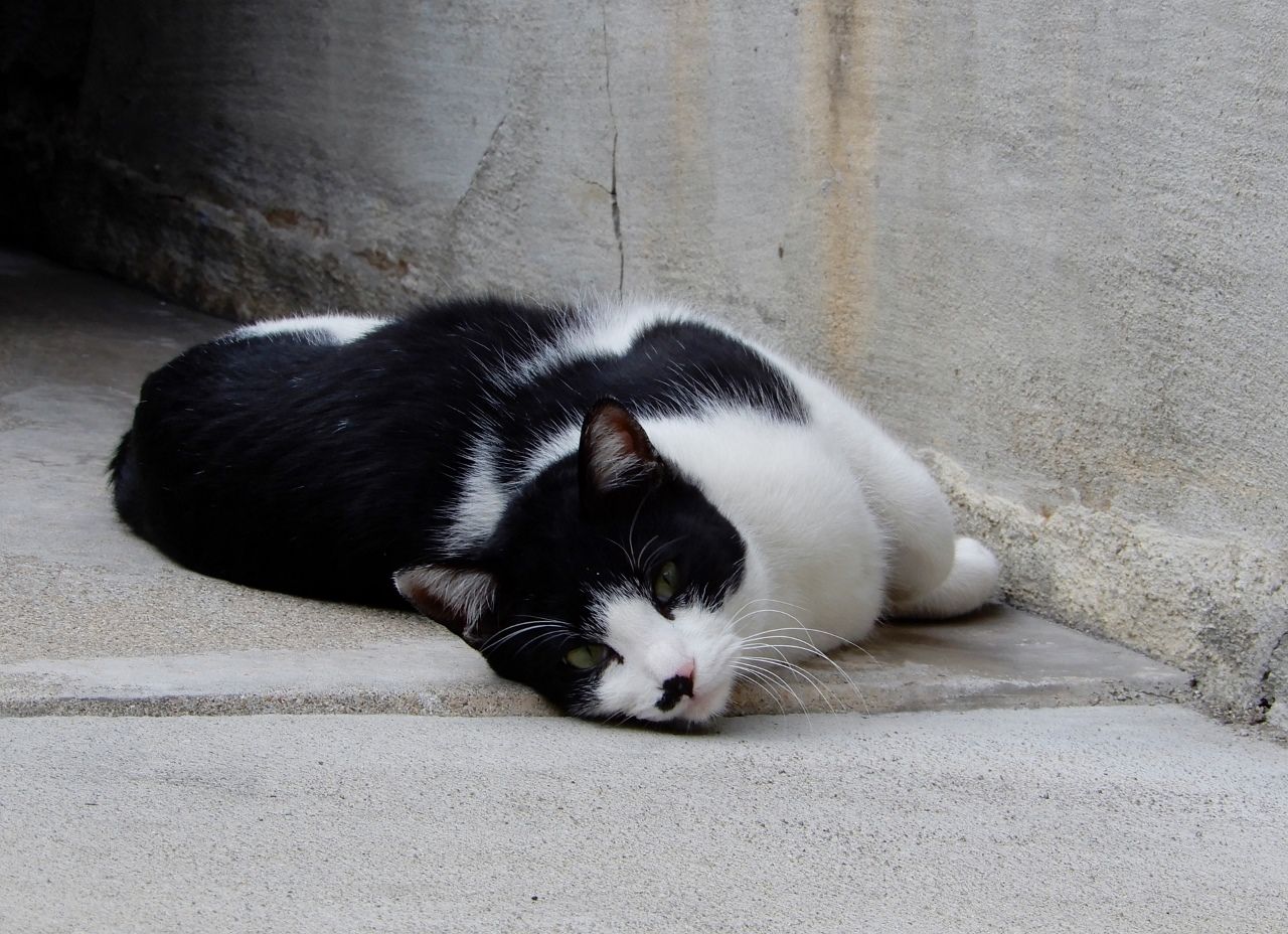 天気も猫も犬も穏やかでした の巻 人さまのネコ 楽天ブログ