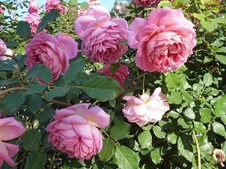 P1260380ss.jpg