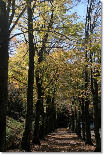 樹木公園-2 カツラ並木-2 15.10.14