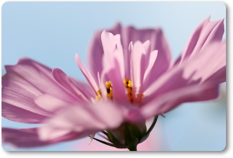 犀川コスモスロード-10 13.9.28