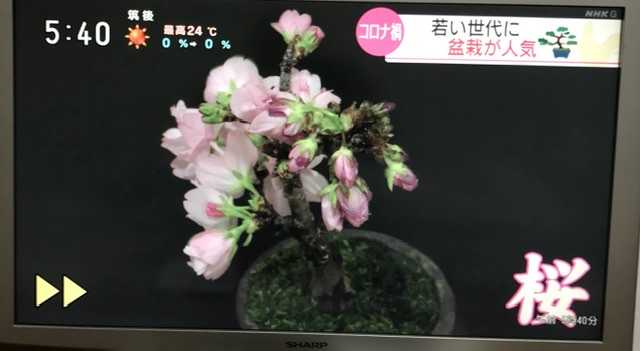 盆栽の桜 21 03 18 競馬 韓国ドラマの好きなサラリーマン太郎のブログ 楽天ブログ
