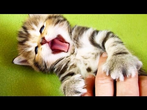 more-yawns-more-smiles-cute-kitt.jpg