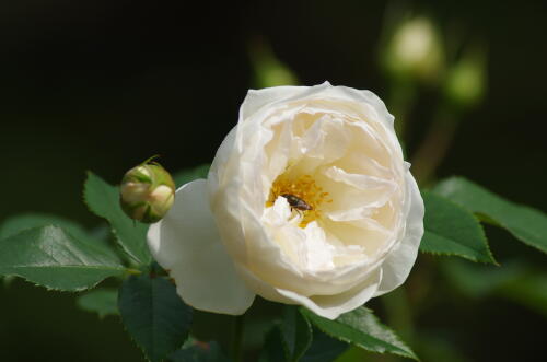 神代植物公園の秋バラ