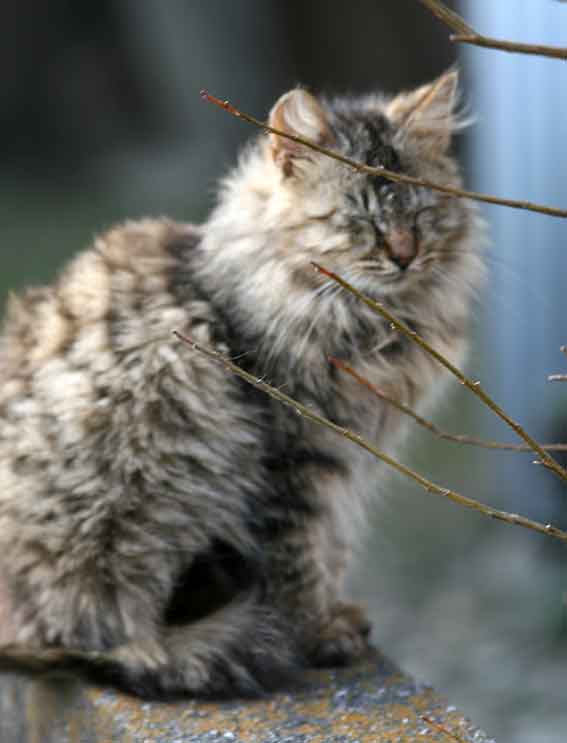 我が家のニャンコ♪2016/2/16-2