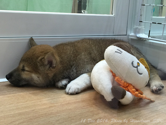 20151218Shibainu_01