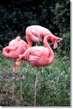 東京旅行-111 ベニイロフラミンゴ 13.10.5