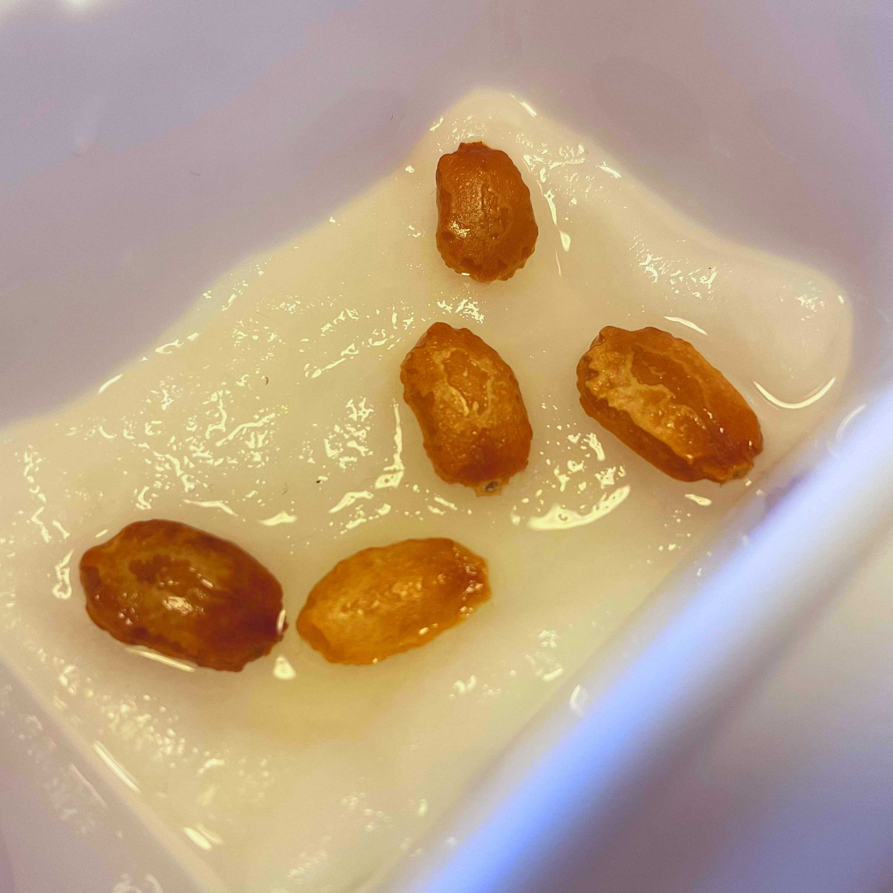 ゴーヤーの種を発芽させる アラフィフ主婦のやってみた日記 楽天ブログ ゴーヤーの種を発芽させる アラフィフ主婦のやってみた日記 楽天ブログ