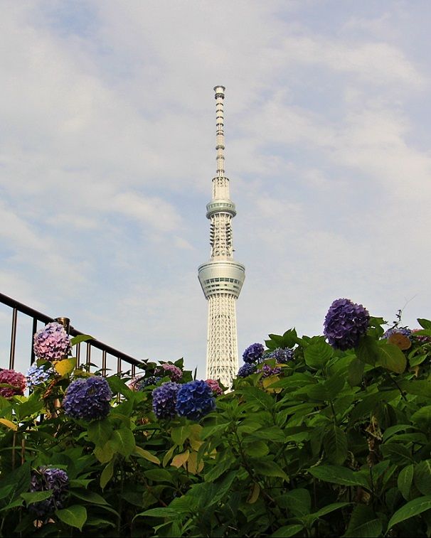 六月の 隅田公園 清多夢くらぶ 楽天ブログ