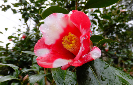 DSCF6985.jpg