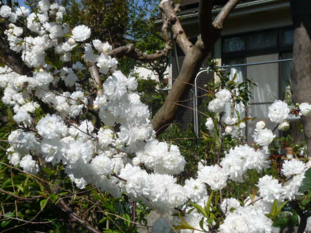 122 庭桜