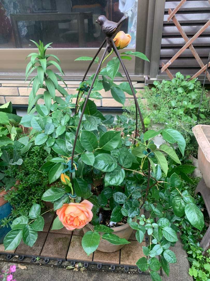 うちの花の撮影 ストレプトカーパス カランコエ サルビア タンザン バラ パットオースチン コモンマロウ クレマチス ジャスミン ホワイトプリンセス Music Land 私の庭の花たち 楽天ブログ