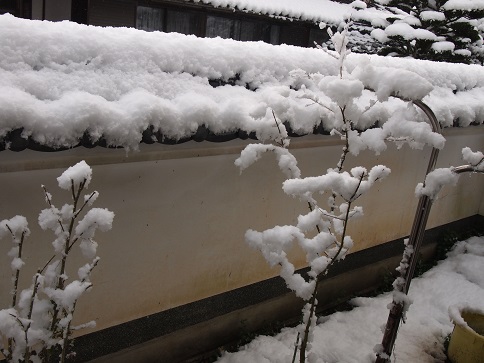 2013年12月　　初の積雪.jpg