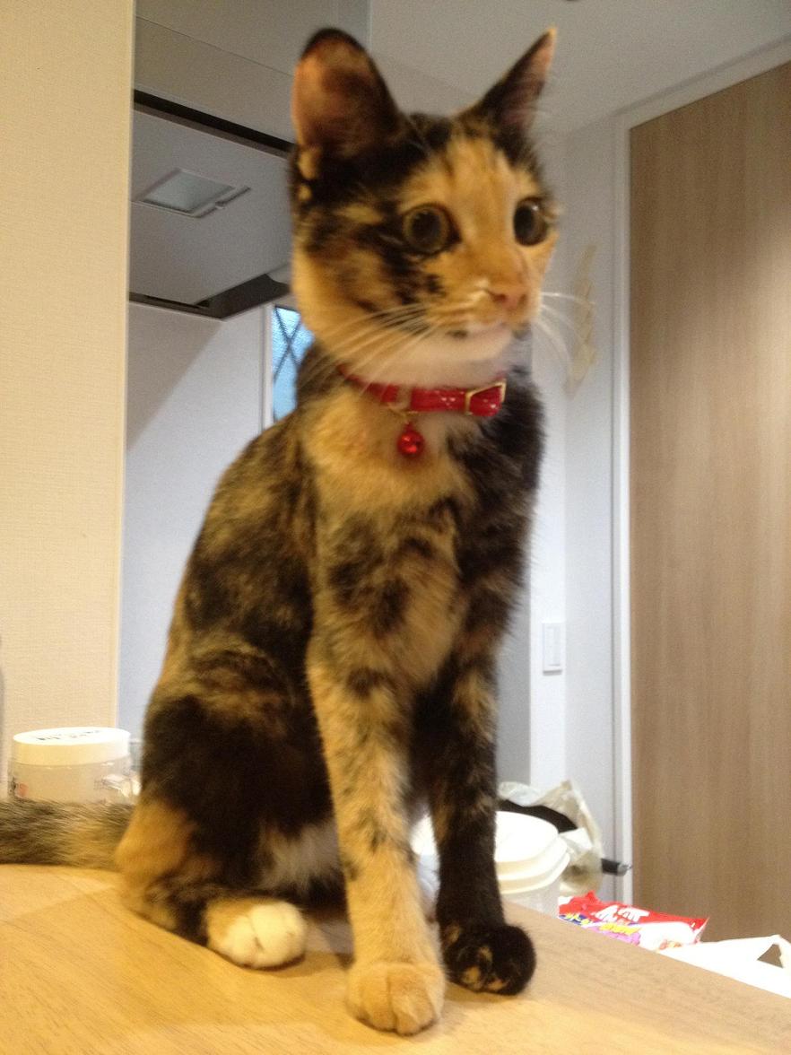 6月のビサちゃん