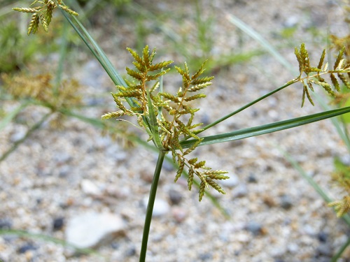 カヤツリグサ (2).JPG