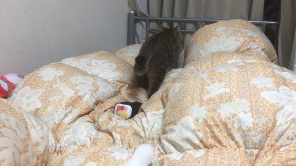 猫の恵方巻き３