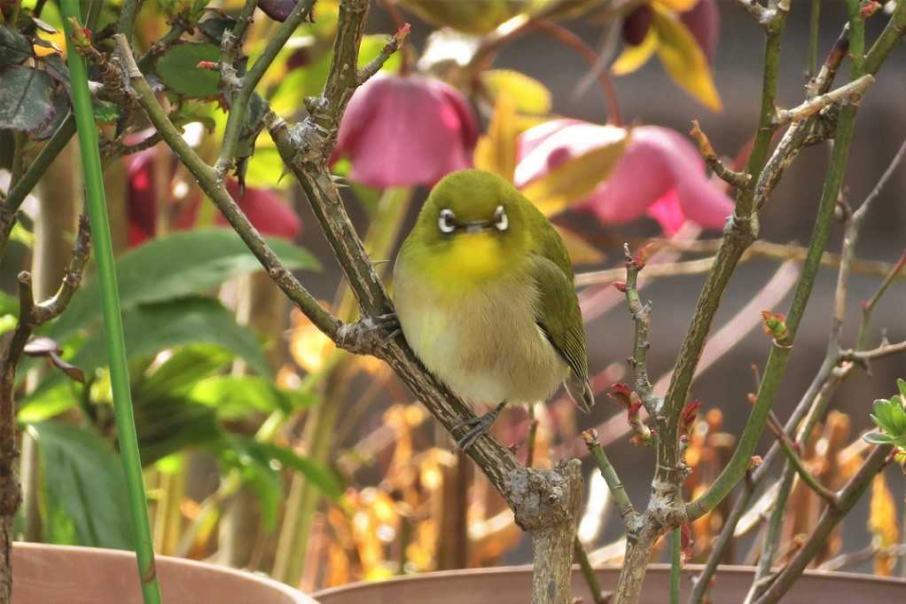 庭の鳥;蜜柑メジロ♂♀、仲良しメシロ。 | 大分金太郎の花鳥蝶月 - 楽天ブログ