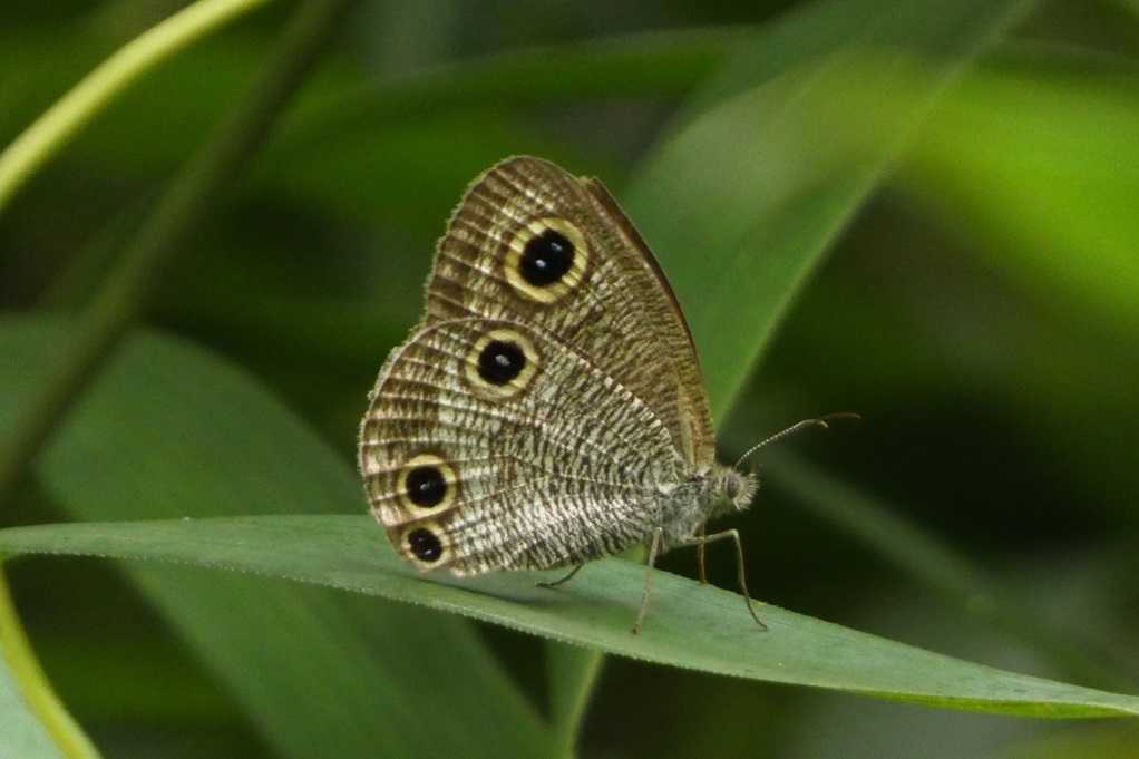 515