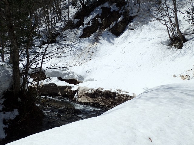 P4021011　10：53崩壊林道フクジュソウ.jpg
