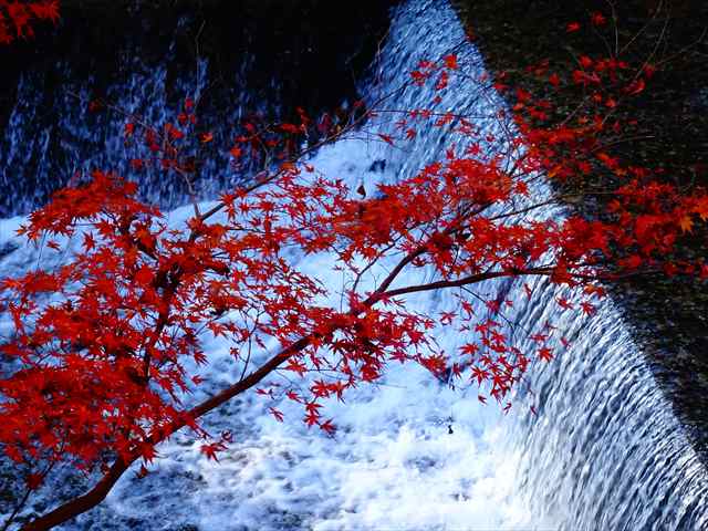 DSC08549_R.JPG