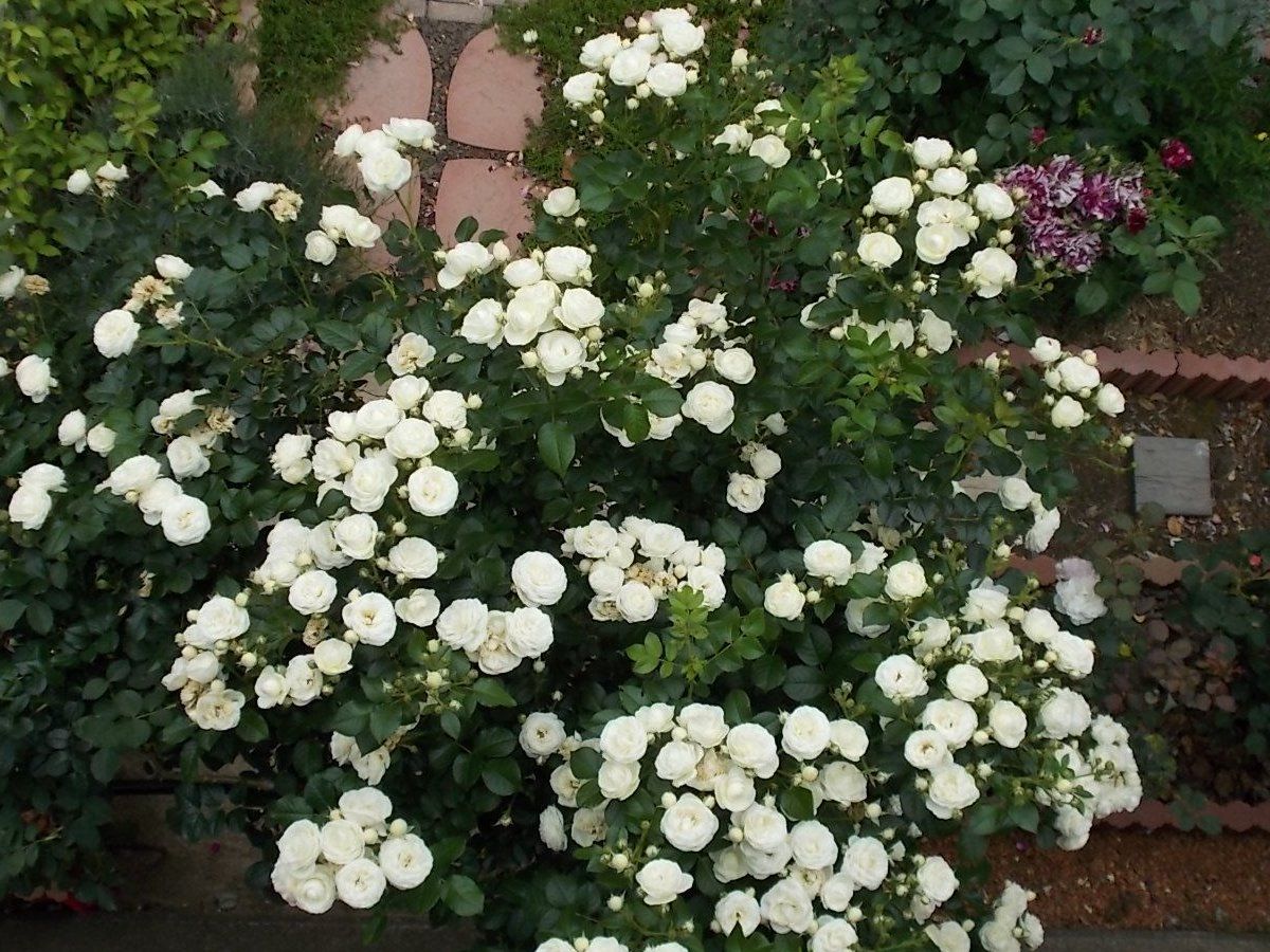 アルテミス 品種紹介 バラを咲かせることが好き 楽天ブログ