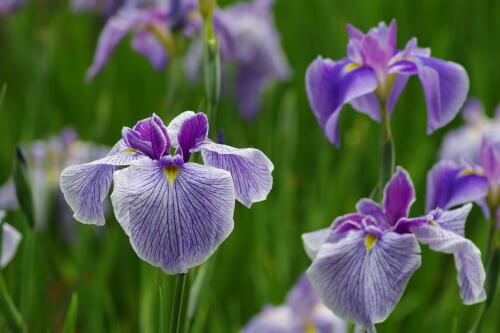 小石川後楽園の花菖蒲