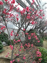 20170407桃の花.jpg