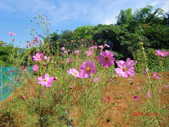 小さな伊豆の秋、見ぃ～付けた、 012.jpg