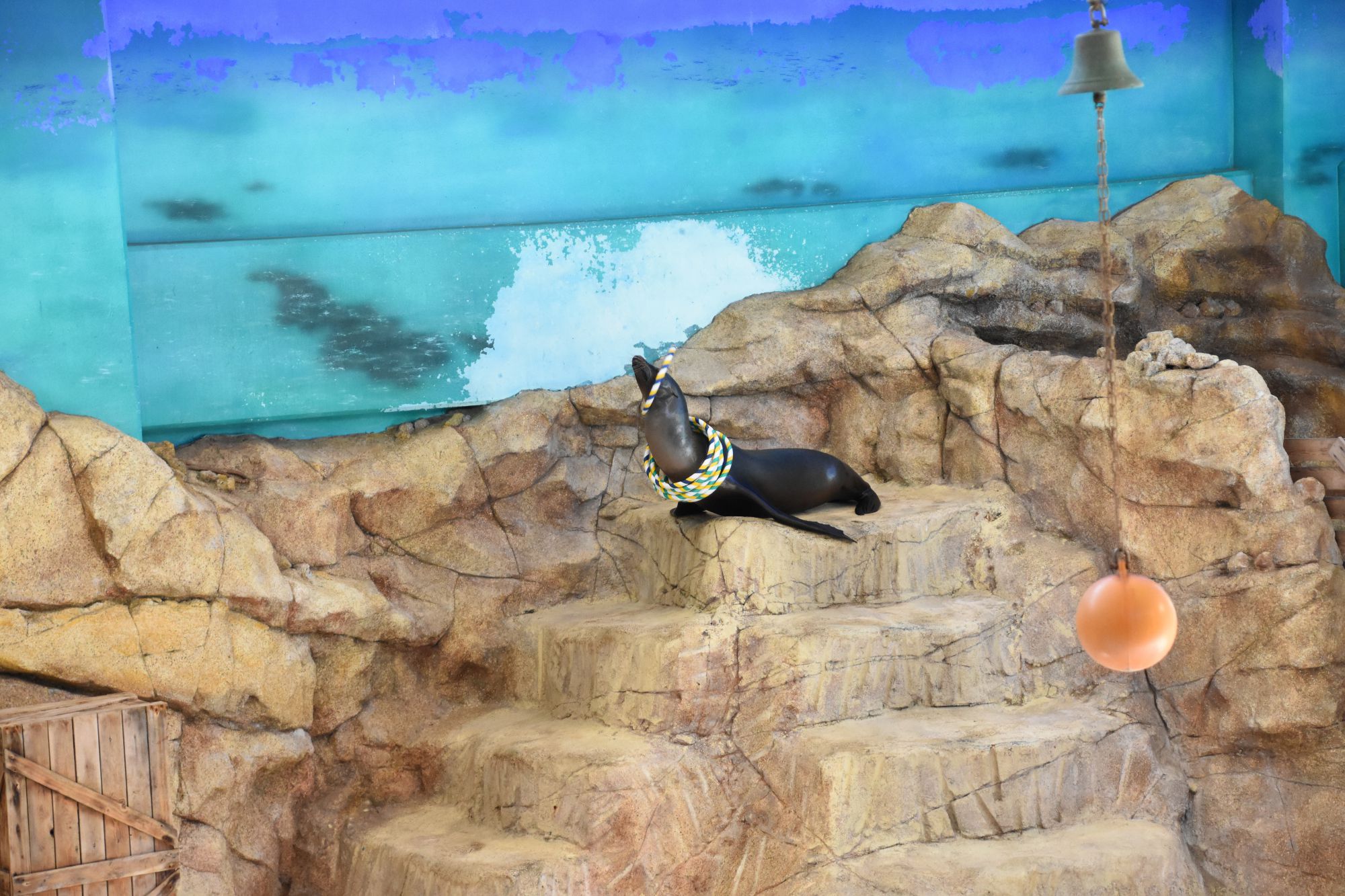 何が見えるかな 三重旅行３ 鳥羽水族館アシカショー 南風のメッセージ 楽天ブログ