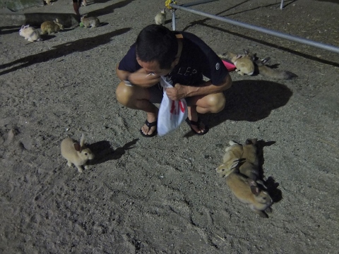 うさぎ島 大久野島 rabbit island bunny