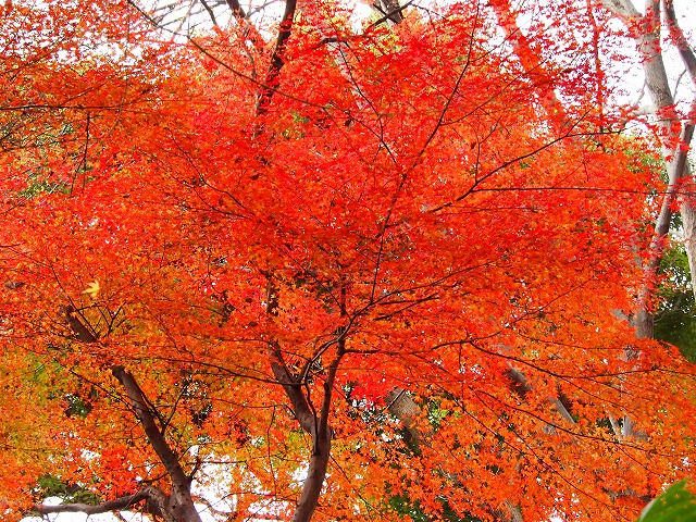 P1070050.jpg