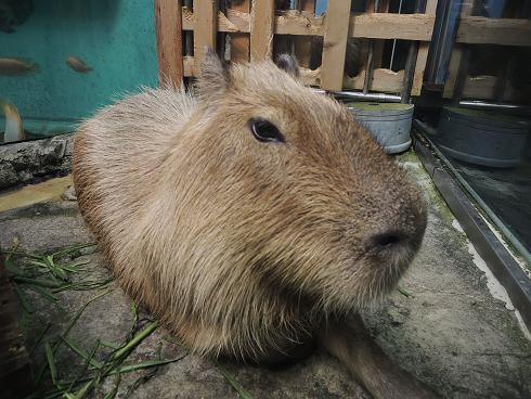 カピパラアップ