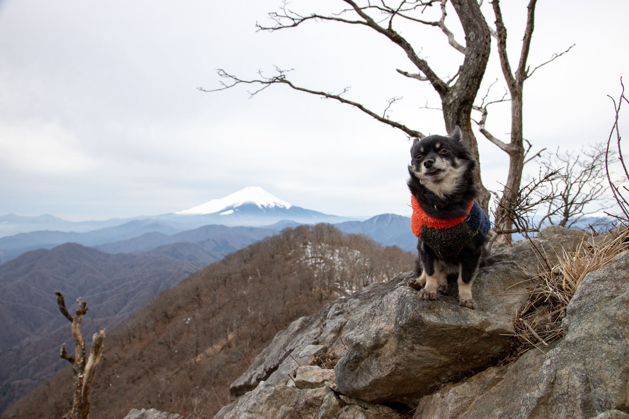 大室山 | 登山犬アーロン - 楽天ブログ