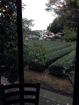茶畑が見えます
